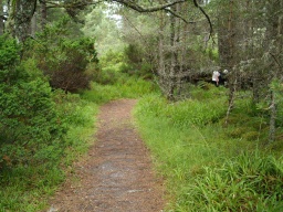 Image on trail